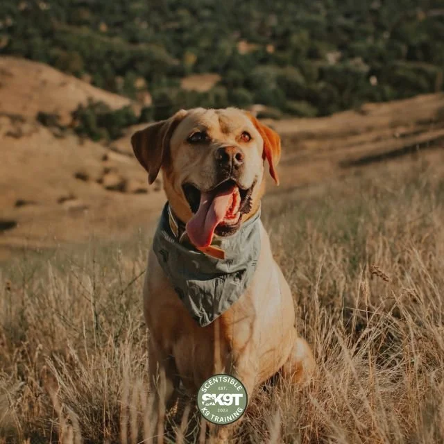 Scentsible K9 Training