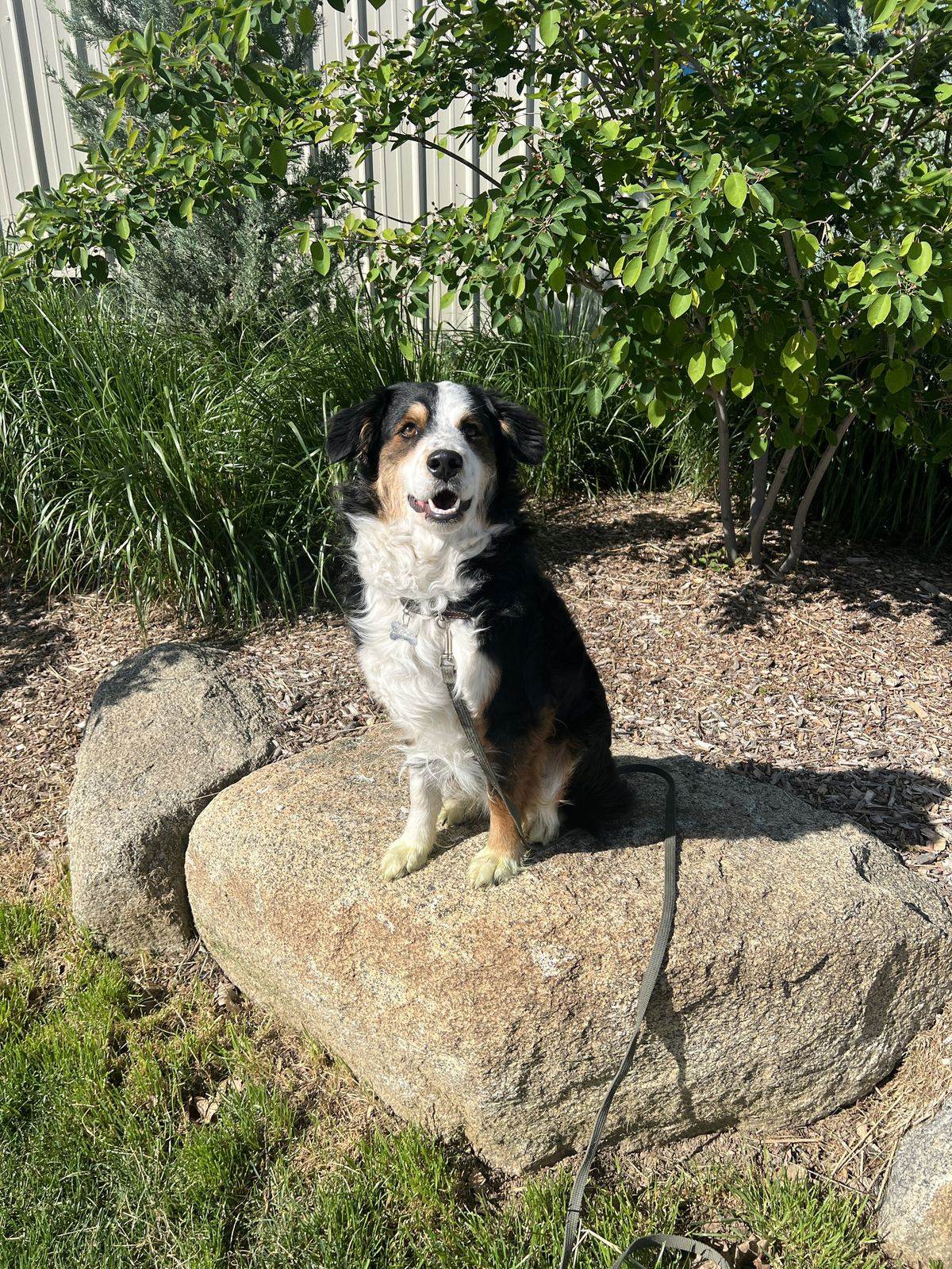 Dog training real world