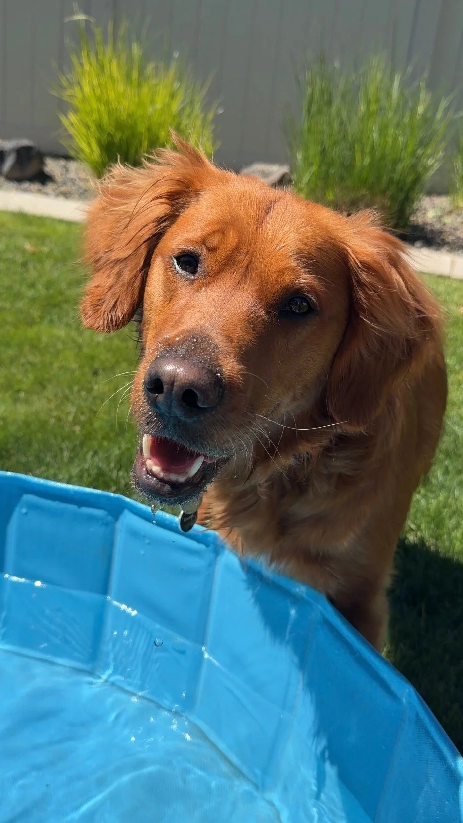 Remi training