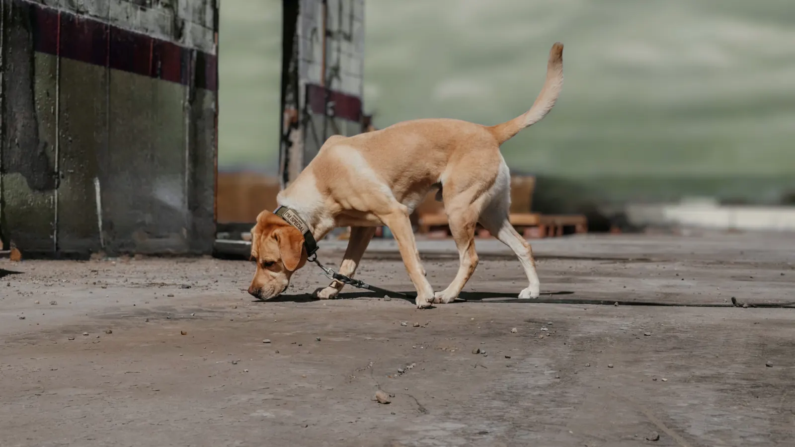 Scent detection nose work dog training