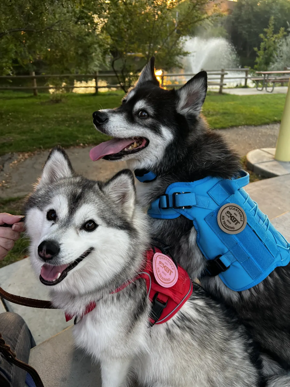 Two huskies in Scentsible K9 harnesses at the park