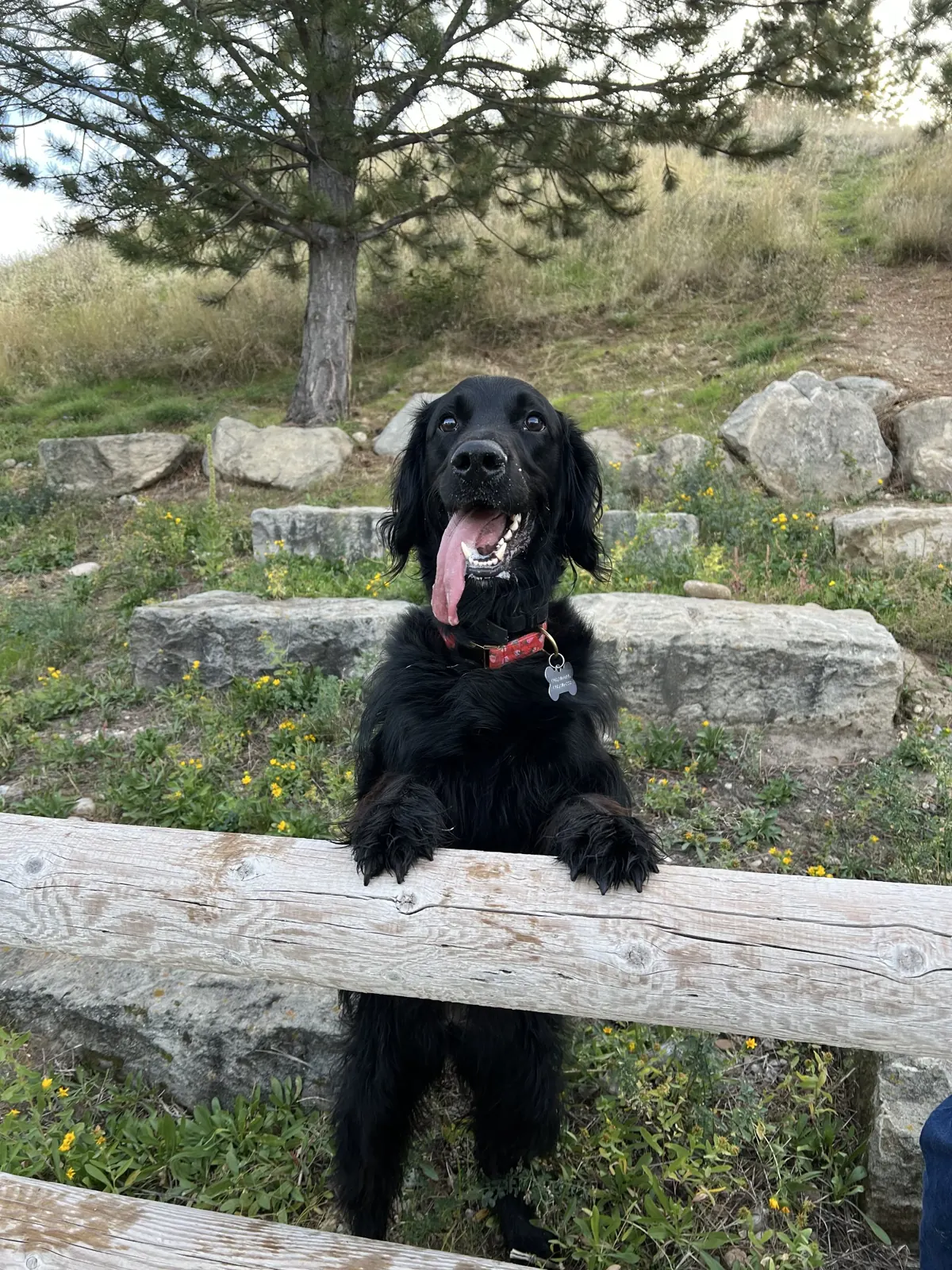 Dog training Treasure Valley Idaho