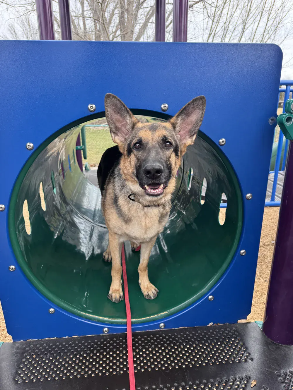 Shepherd mix moving through a playground tunnel during training
