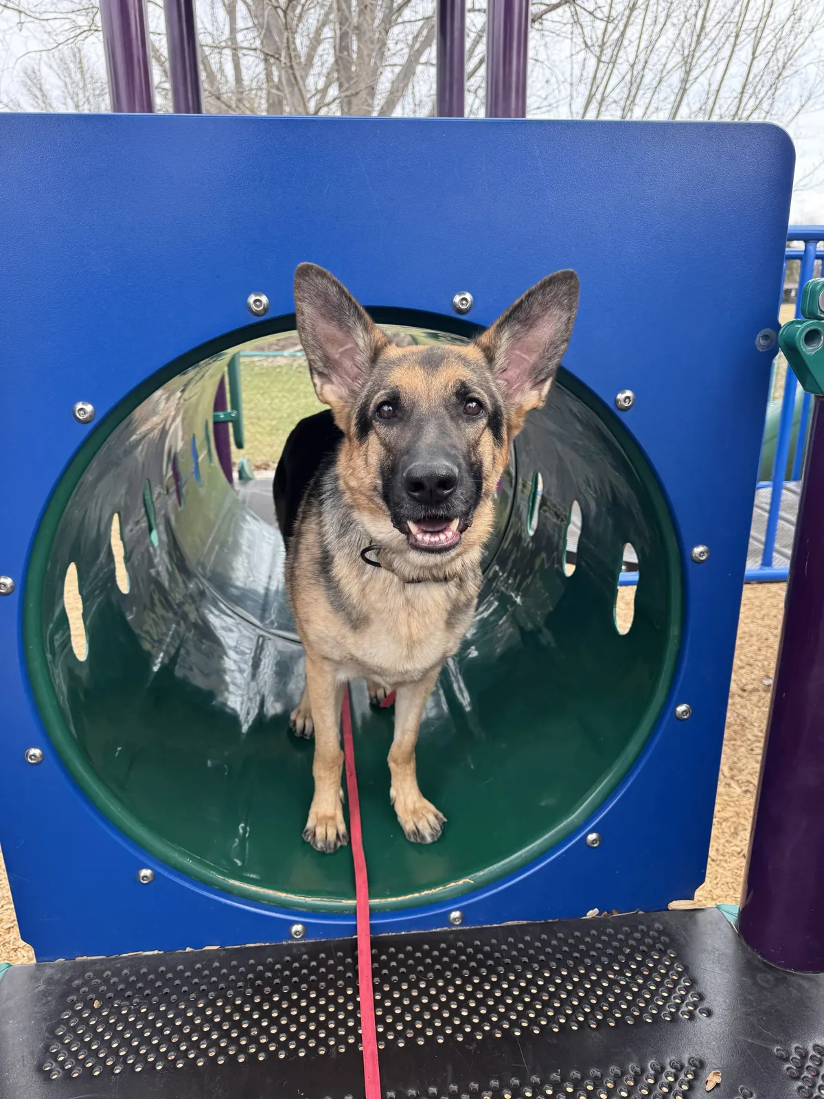 A German shepherd working a playground tunnel