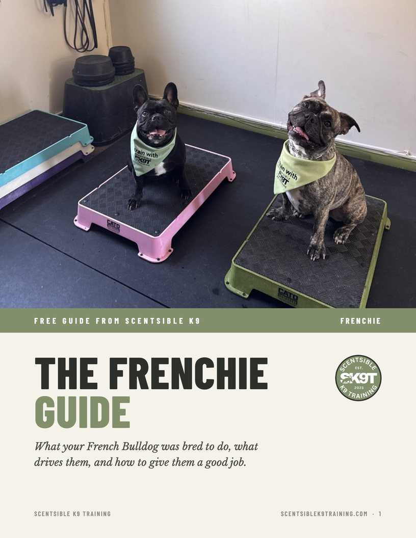 Cover of The Frenchie Guide, two French Bulldogs on training platforms