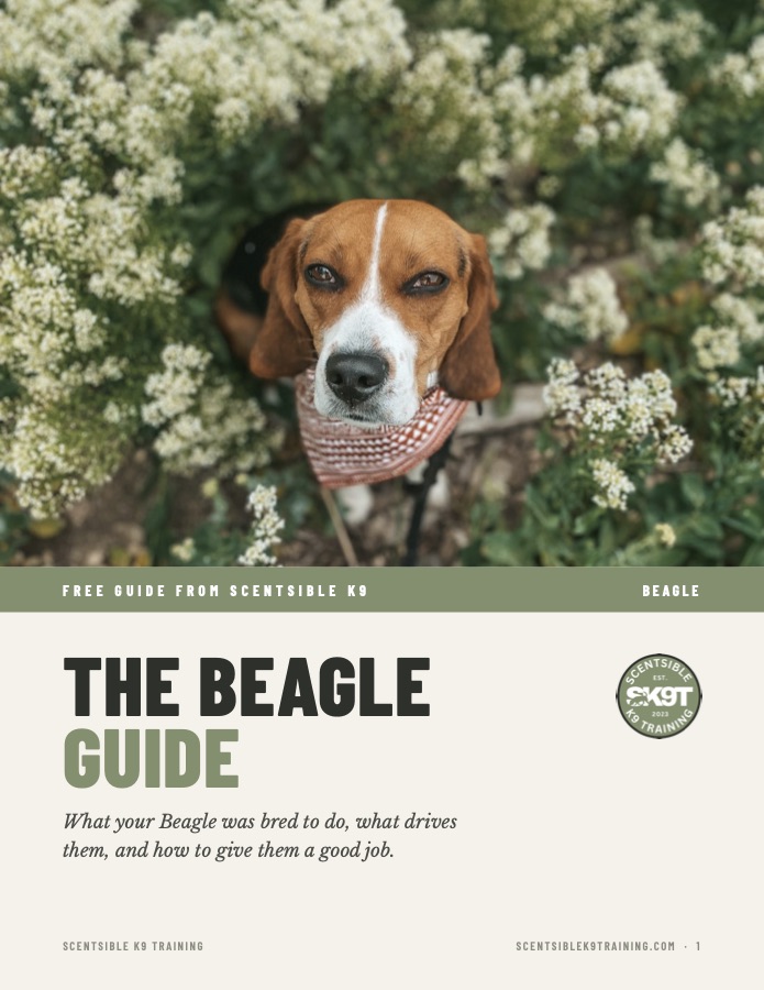 Cover of the free Scentsible K9 Beagle guide