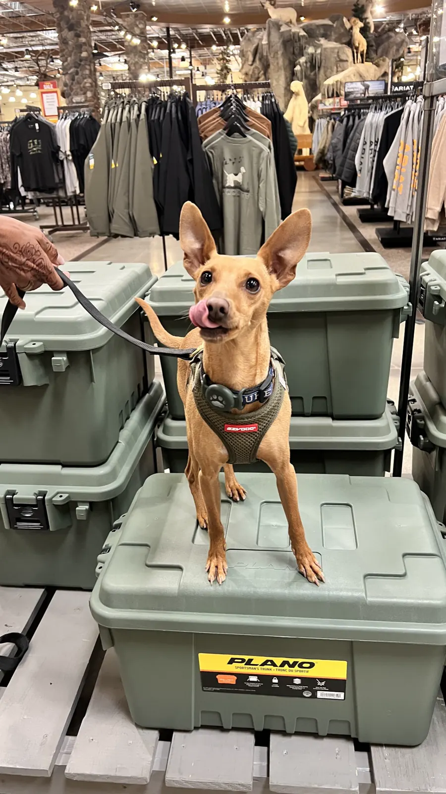 A small dog standing on a storage trunk inside a retail store with their ears up