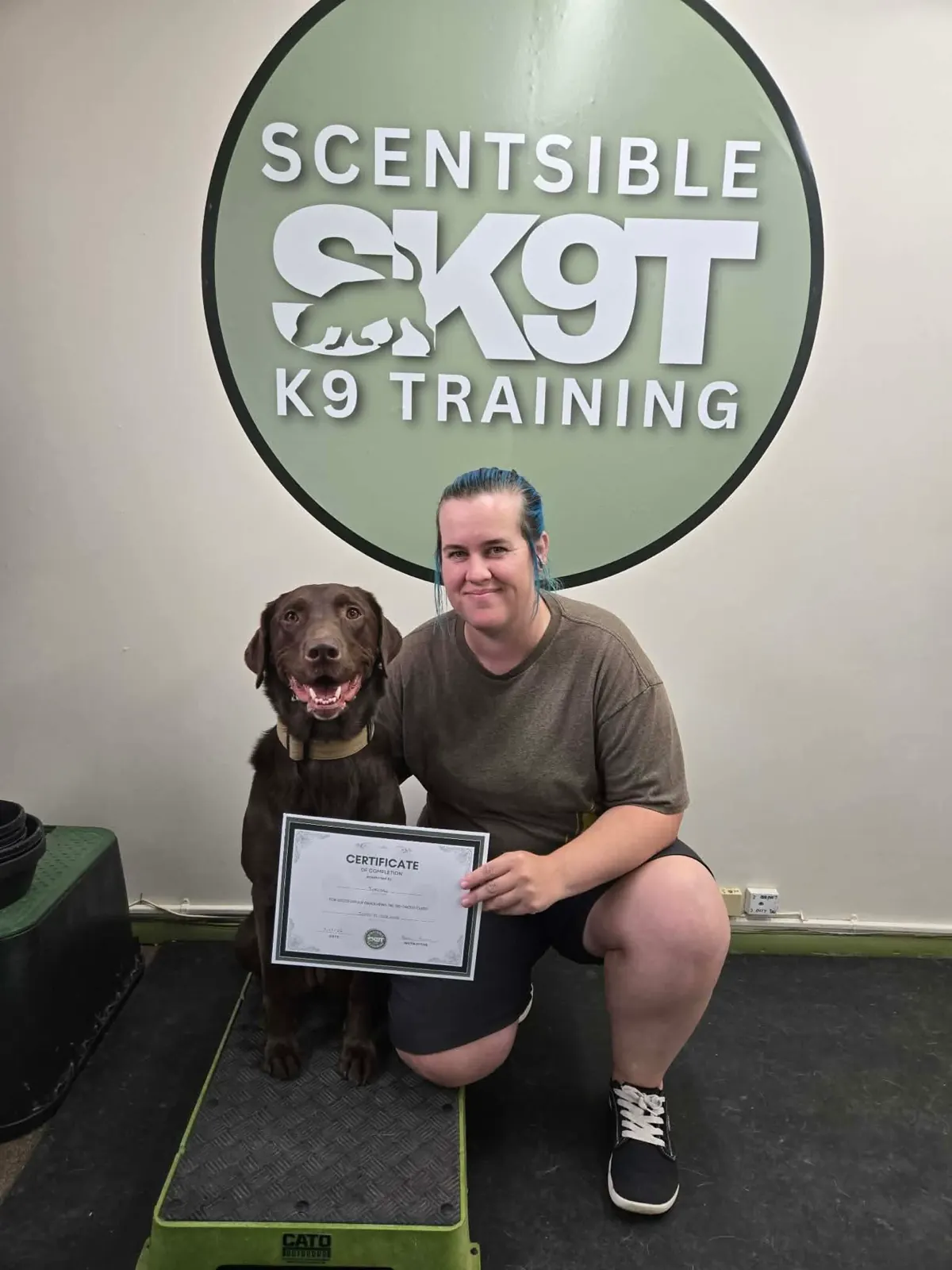 A second chocolate lab graduation, certificate held up beside the Scentsible K9 logo wall