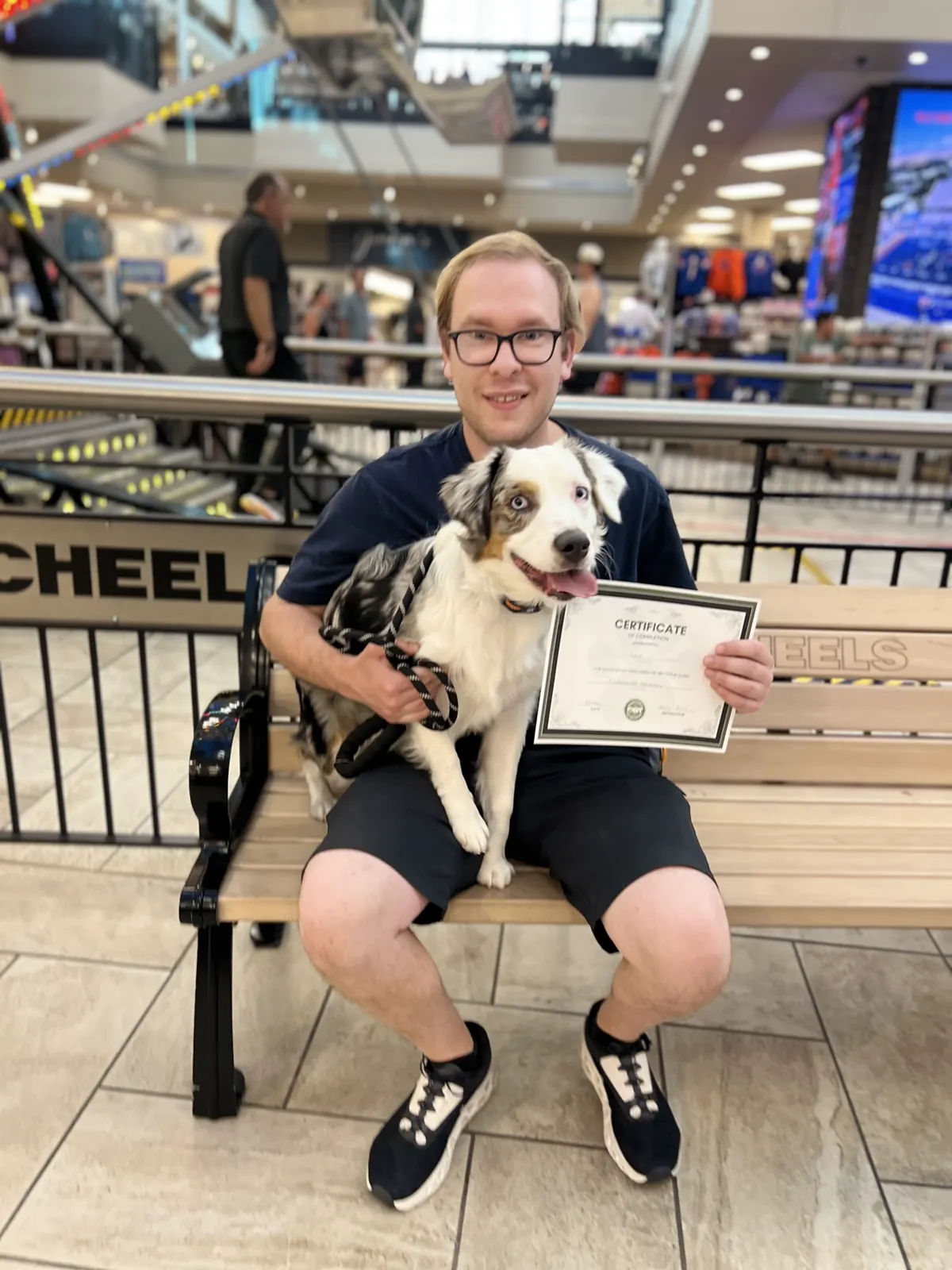 A merle aussie sitting on their handler's lap at Scheels with a graduation certificate