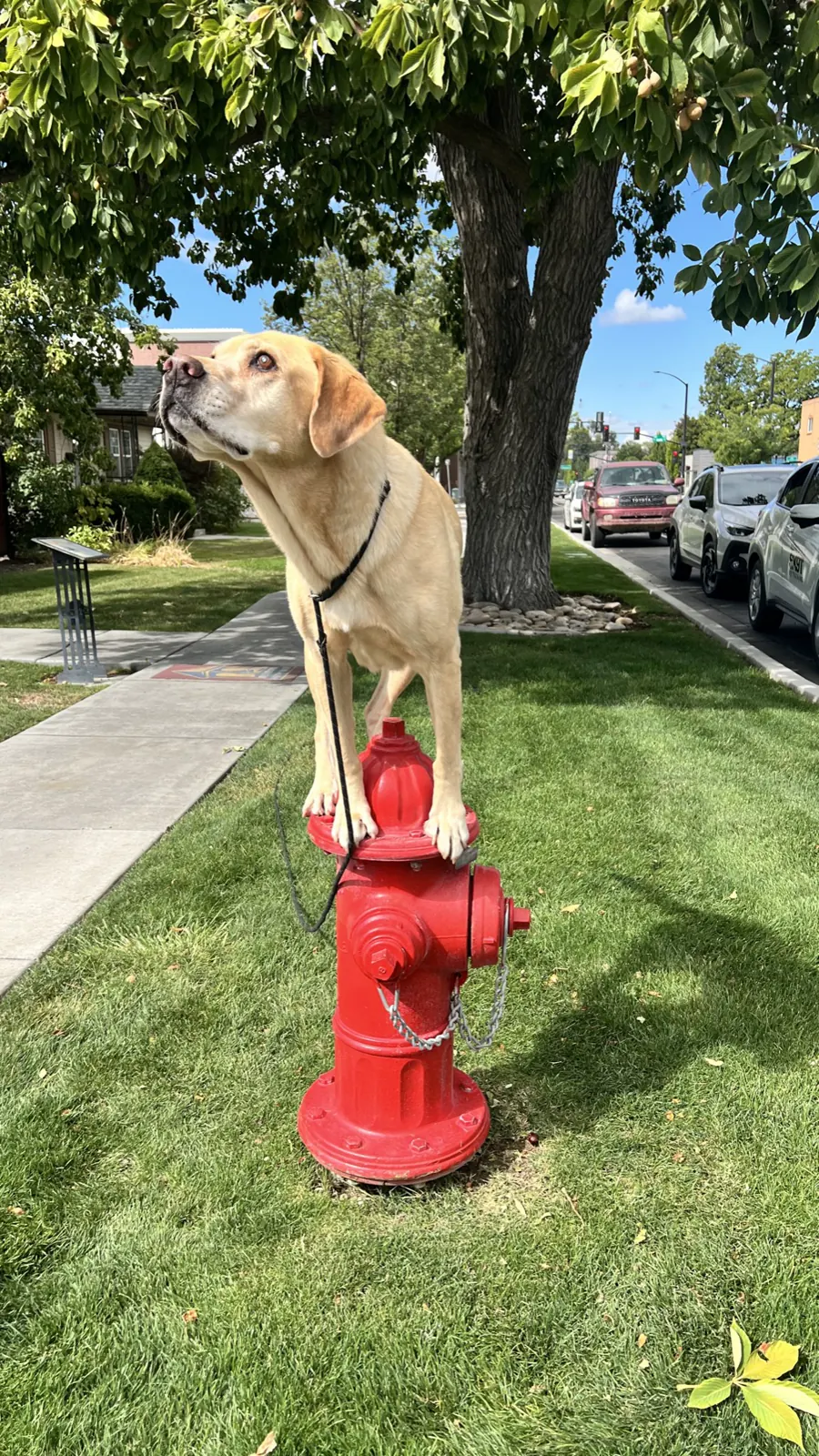 A yellow lab standing with all four feet up on a red fire hydrant on a neighborhood sidewalk