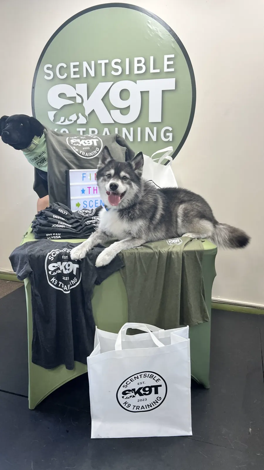 A pomsky lying on the Scentsible K9 merch table in front of the logo sign