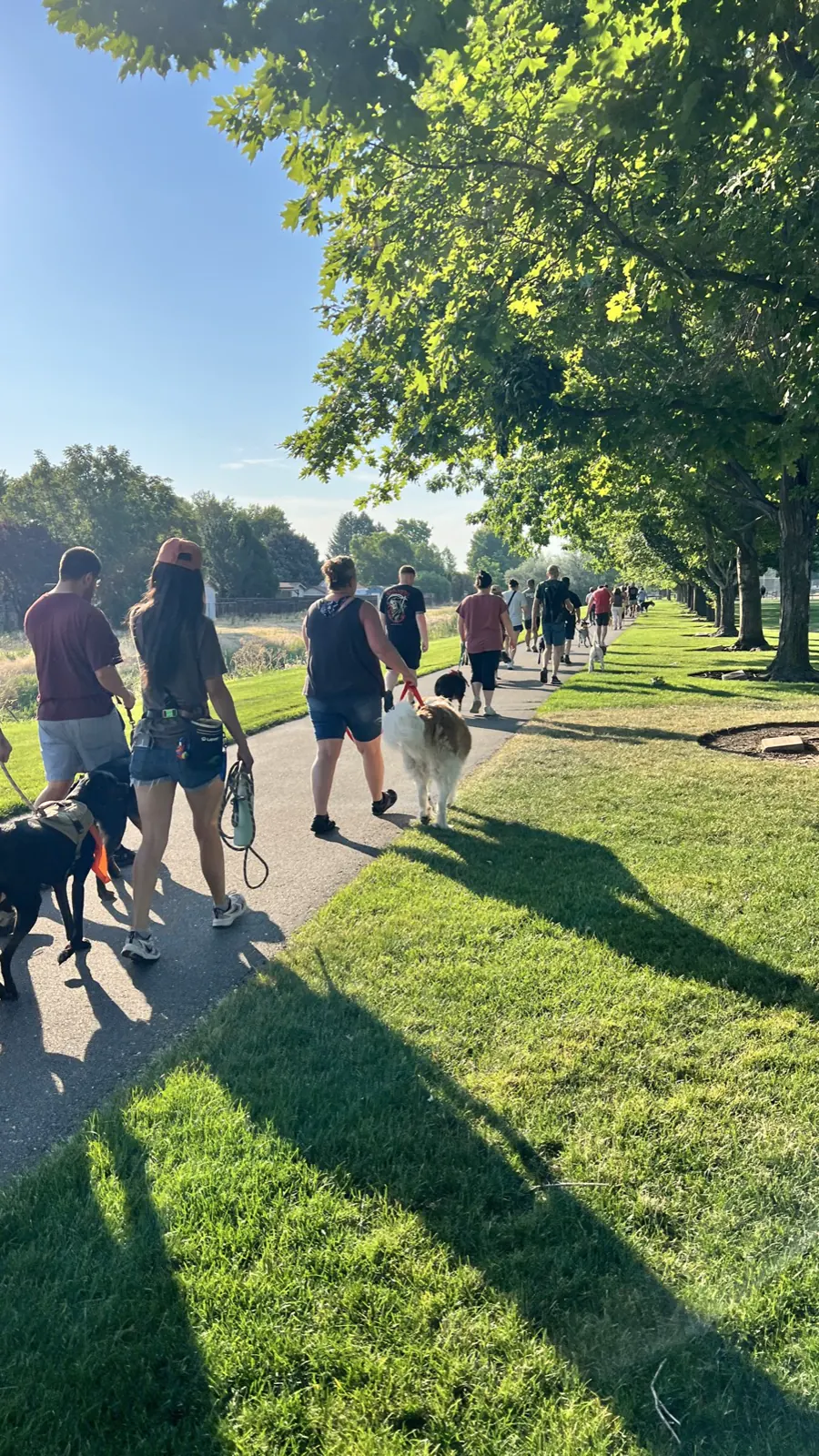 A crowd of dogs and handlers gathered under the trees before a pack walk starts