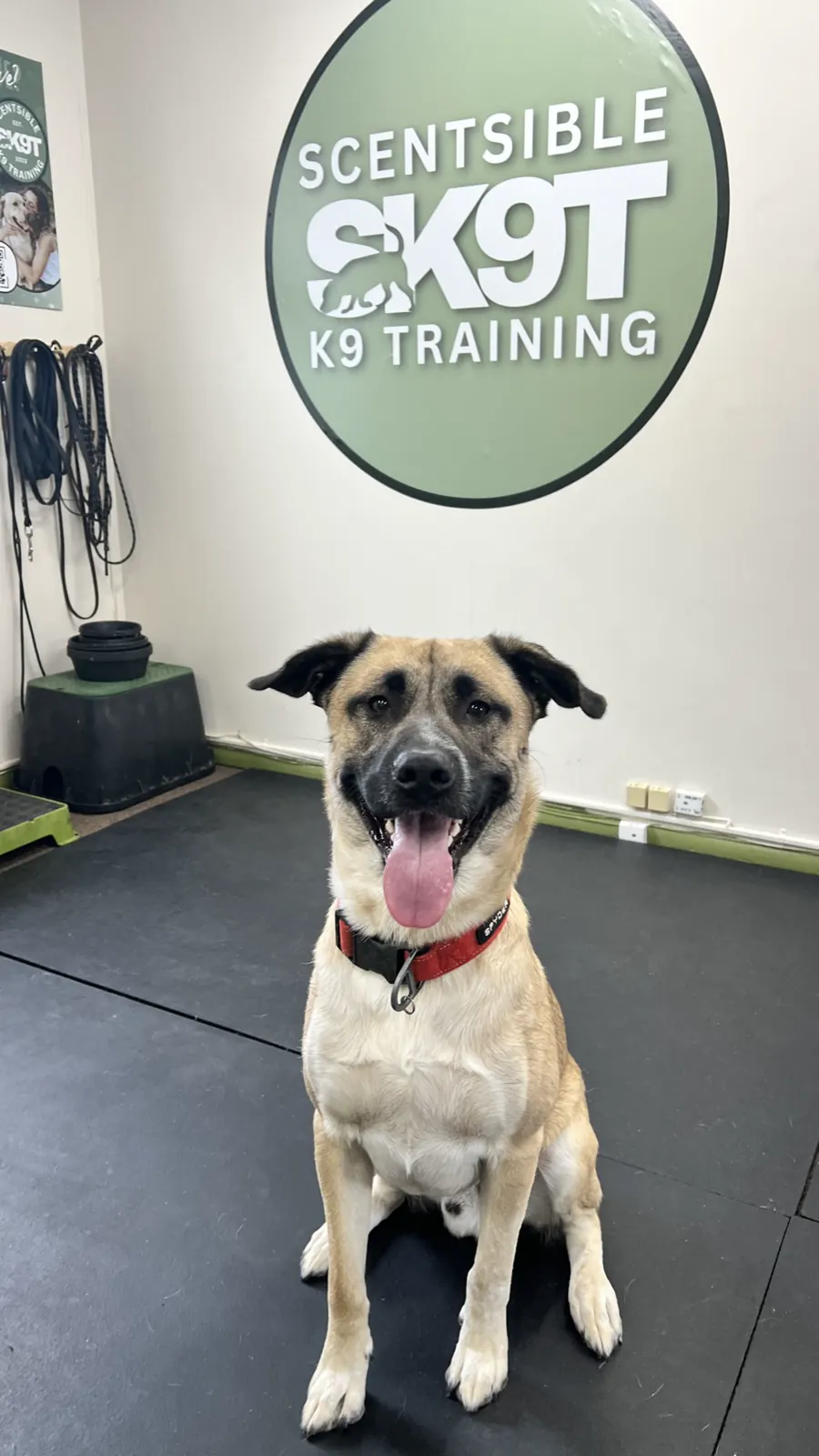 A tan shepherd mix sitting square in front of the Scentsible K9 logo wall
