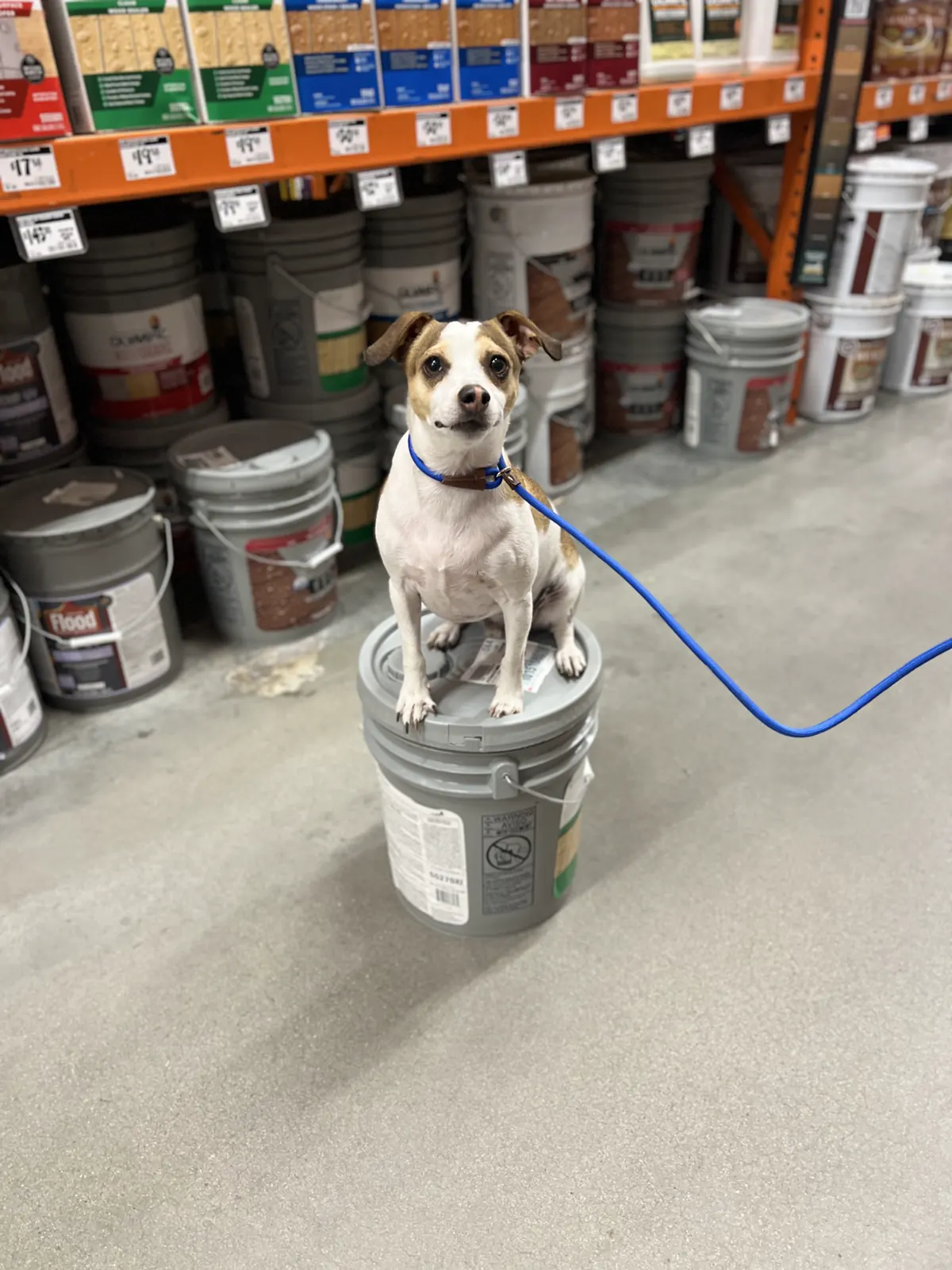 A small dog holding a place command on an upturned bucket in a hardware store aisle