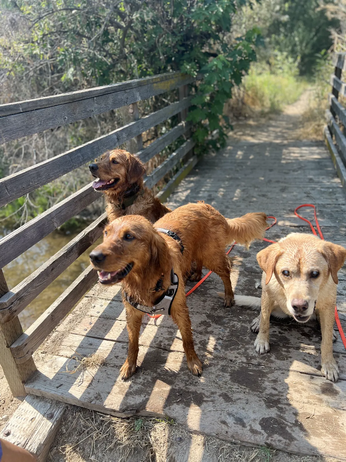 The same three dogs moving off the footbridge in a looser moment