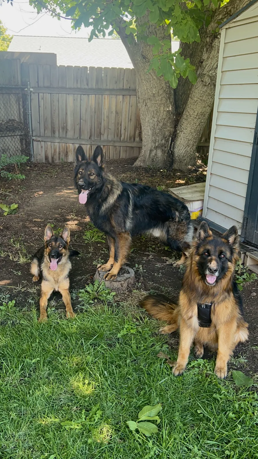 Three shepherds holding a group stay together in a backyard