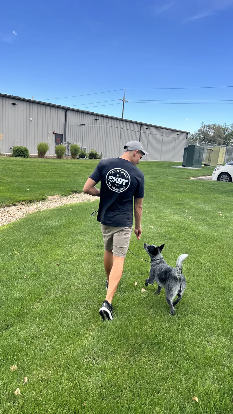 A Scentsible K9 trainer walking a blue heeler at heel across the grass