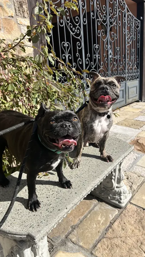 Two French bulldogs sitting up together on a stone bench outside a gate
