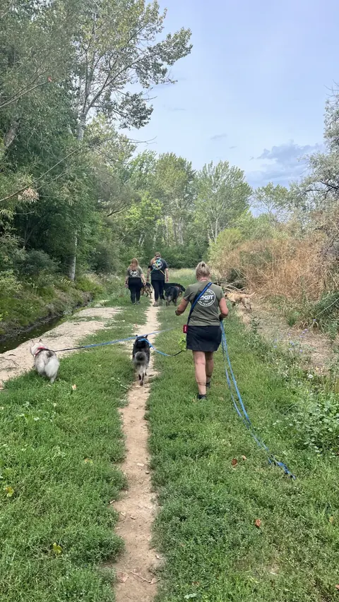 A trainer handling two dogs up a narrow dirt trail during a pack walk