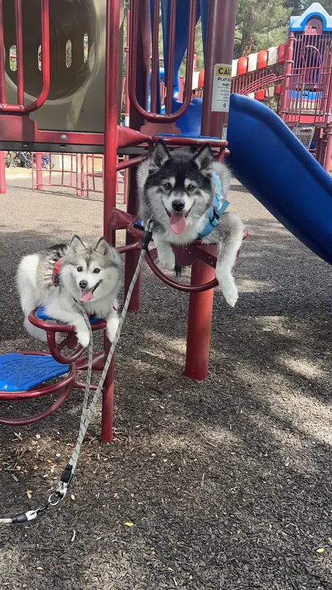 Two pomskies holding position up on playground equipment
