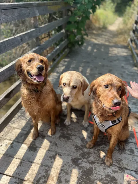 Three wet dogs holding a sit together on a wooden footbridge