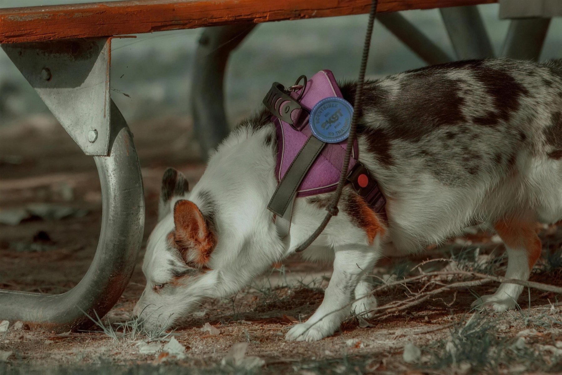 A merle corgi with their nose to the ground on a scent search