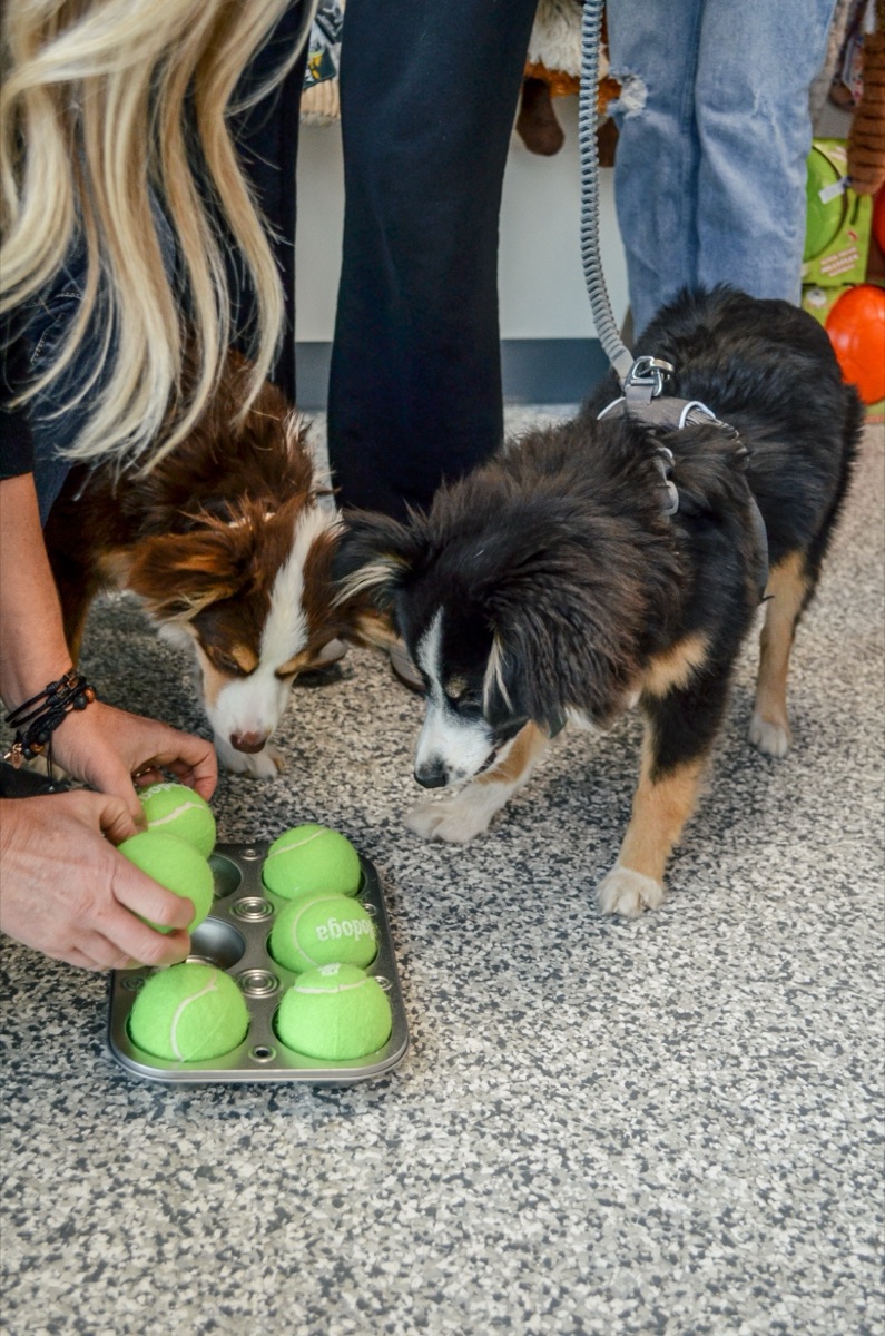 Two dogs nosing tennis balls in a muffin tin search game
