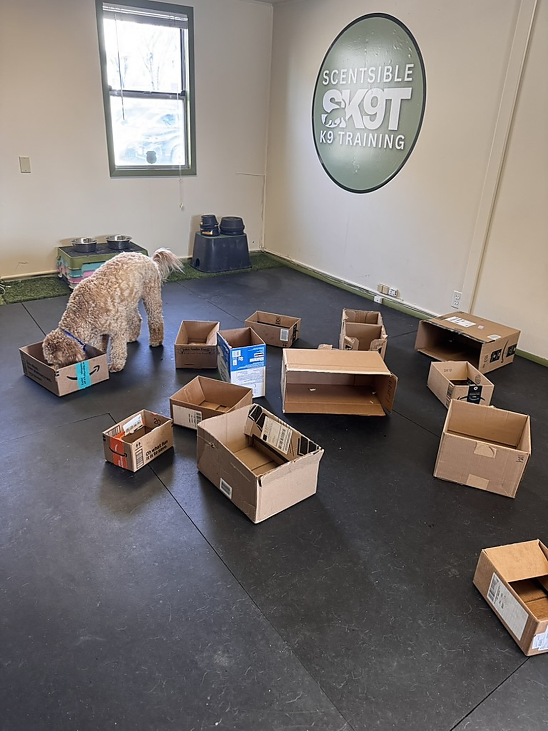 A dog searching a floor laid out with boxes