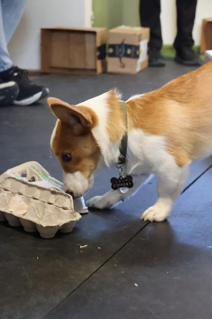 A corgi working a scent puzzle