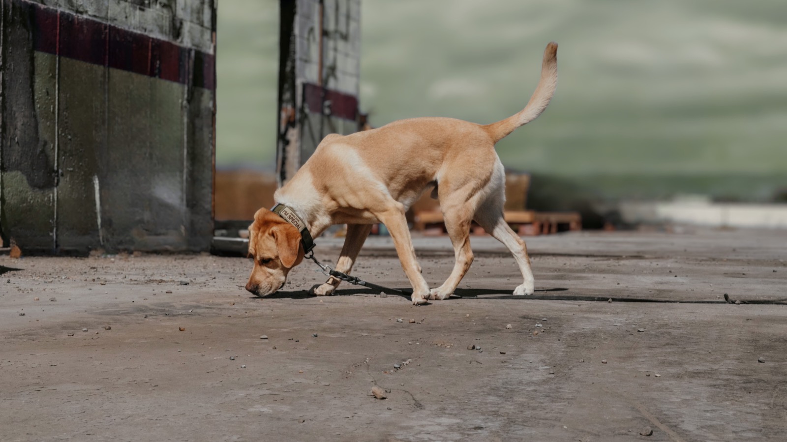 A dog working a scent trail low to the pavement, fully focused on the search