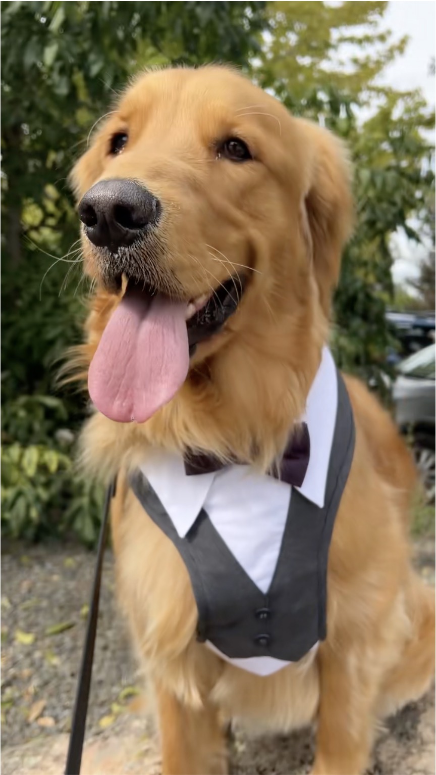 A golden retriever in a bow tie on graduation day