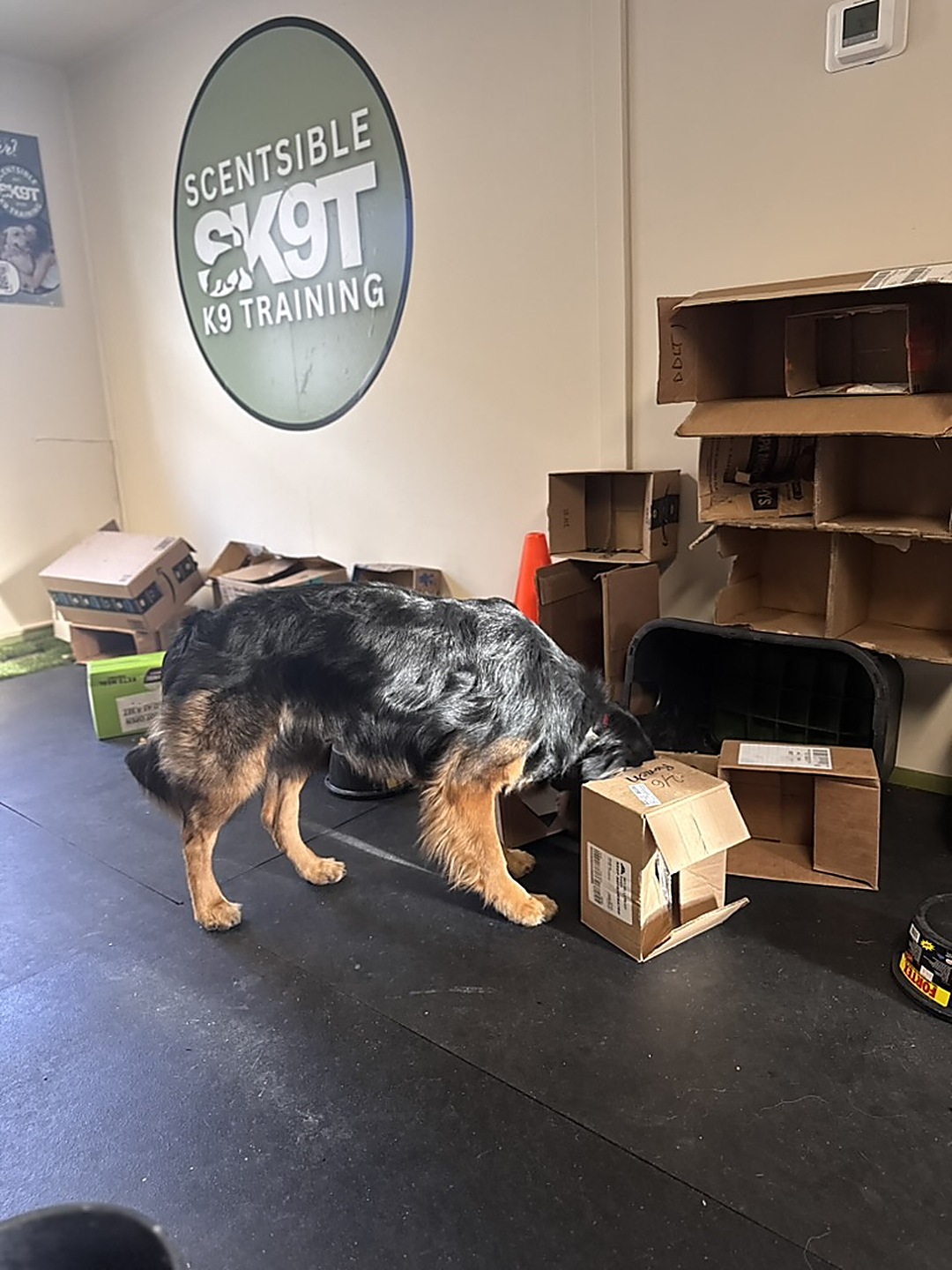 A dog working a scent hide in a cardboard box at the Scentsible K9 facility