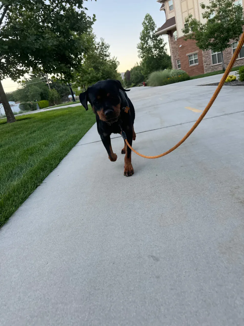 A rottweiler working a long line on a neighborhood walk