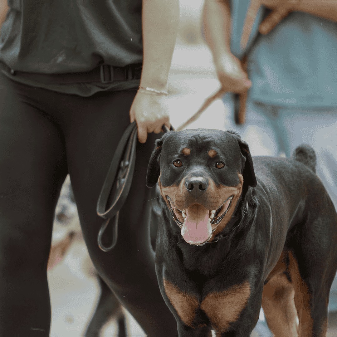 A rottweiler holding a clean heel beside their handler