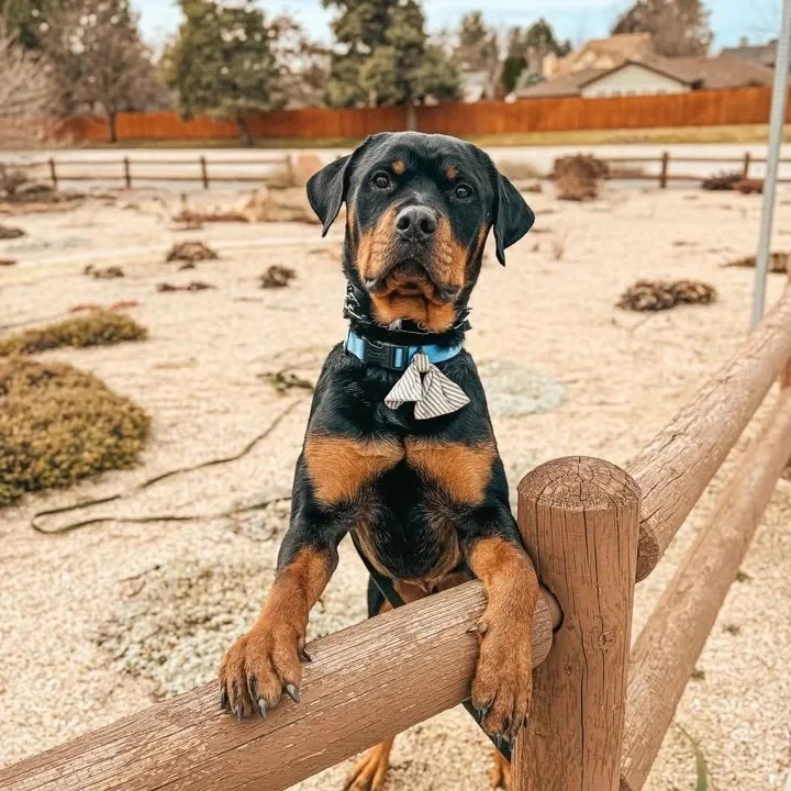 A rottweiler balancing front paws up on a wooden post during body awareness work