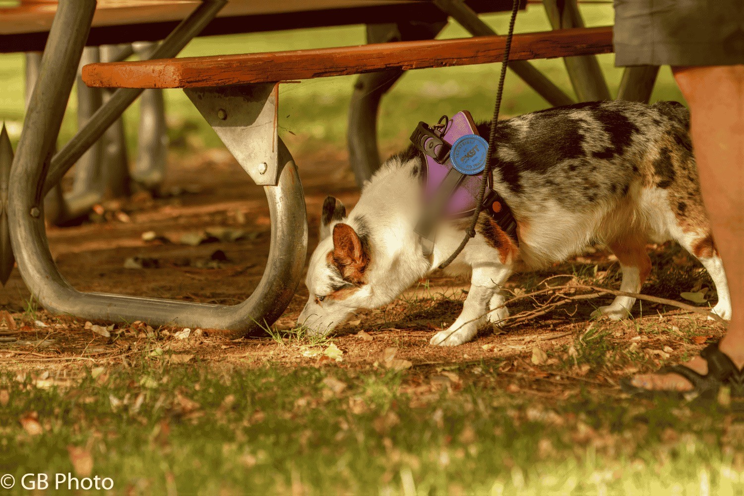 A dog following a scent under a picnic table outdoors