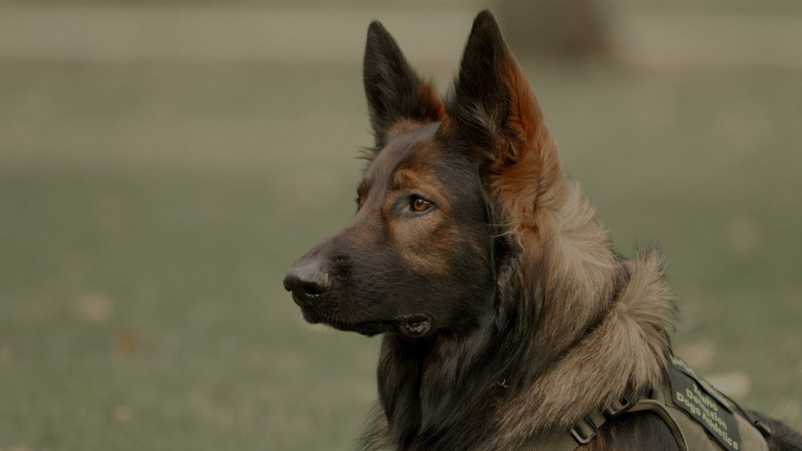 A german shepherd resting in profile