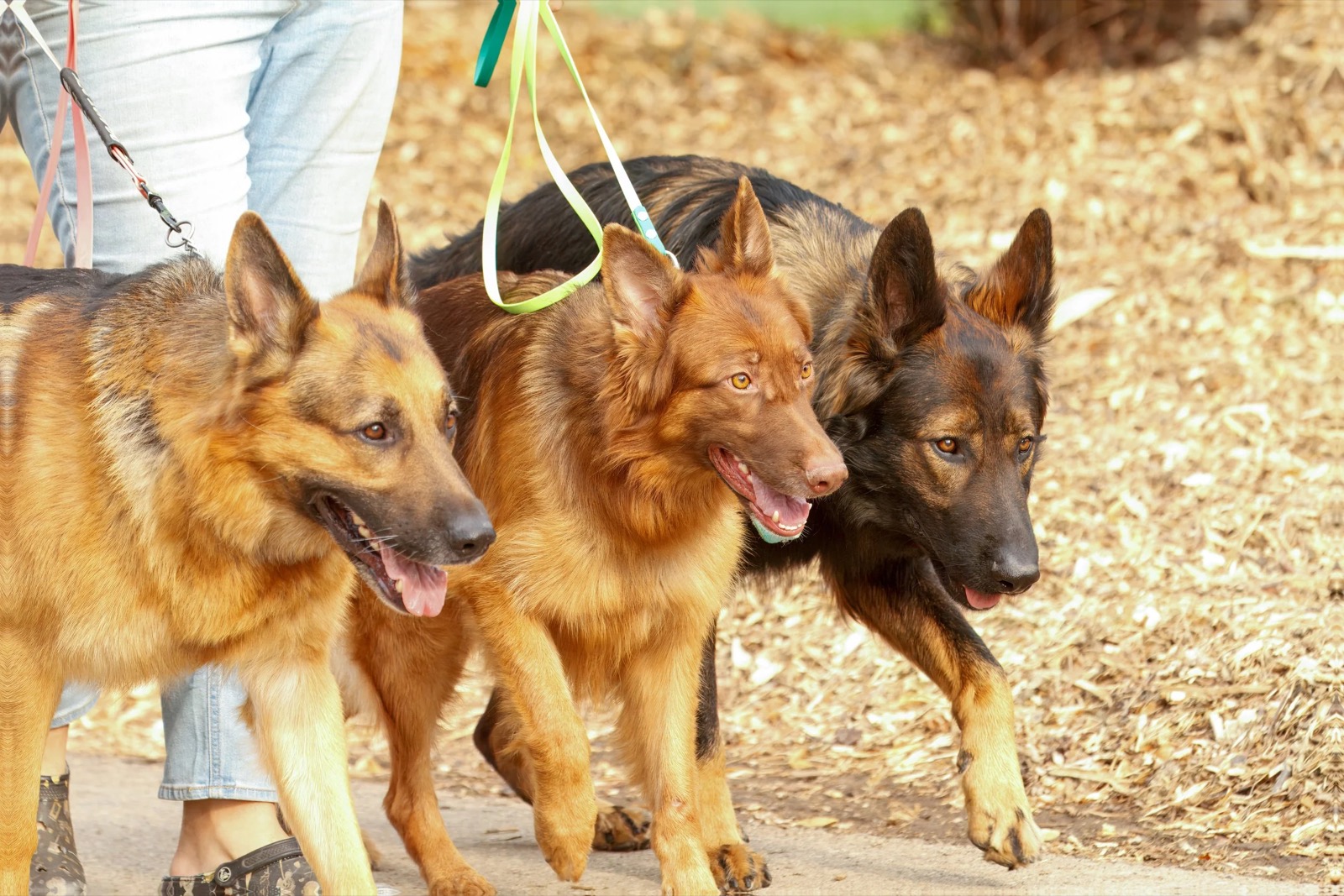 Three shepherds walking together on a loose leash